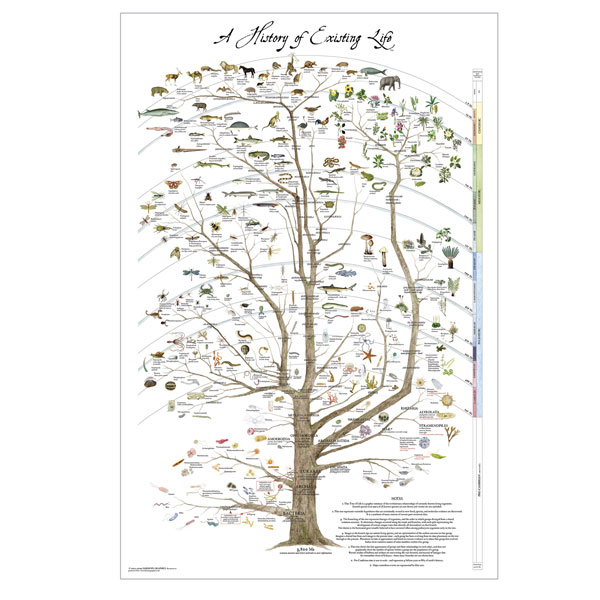 tree of life evolution poster